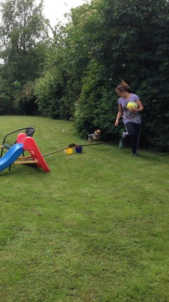 Yorkshire terrier Justin billede 12