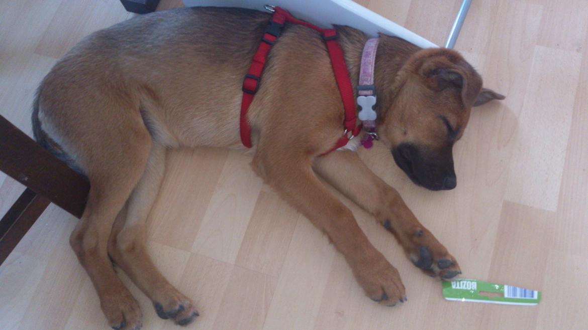 Blanding af racer Kaydee <3 billede 9