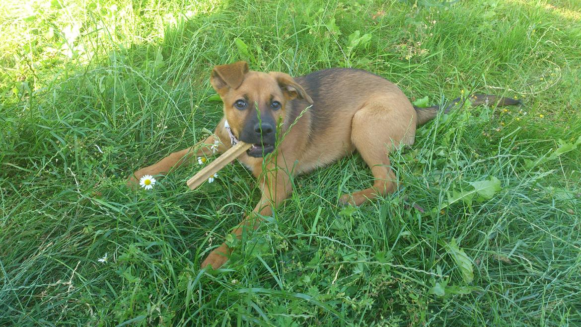 Blanding af racer Kaydee <3 billede 11