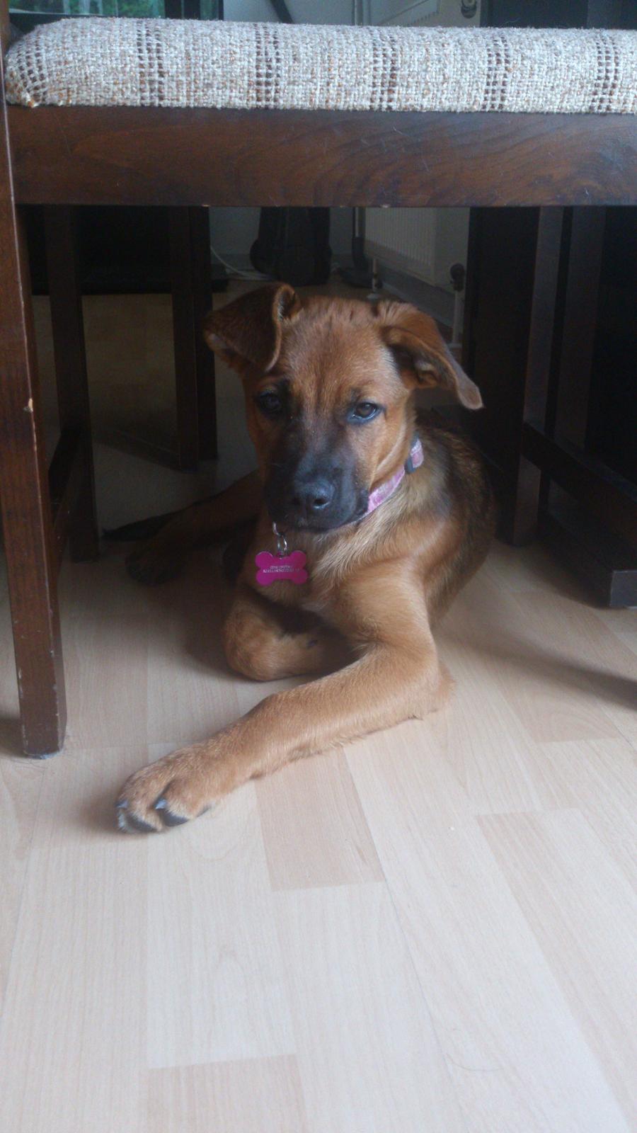 Blanding af racer Kaydee <3 billede 12