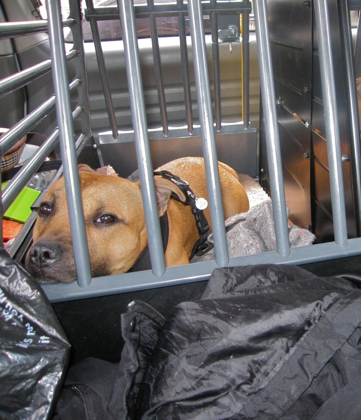 Staffordshire bull terrier KBHV2015 Wenk Staff' s King In A Corner aka Elo billede 35