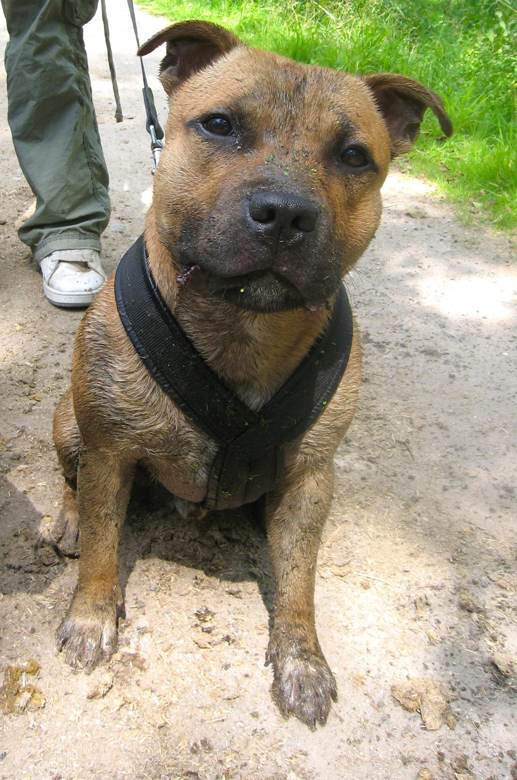 Staffordshire bull terrier KBHV2015 Wenk Staff' s King In A Corner aka Elo billede 36