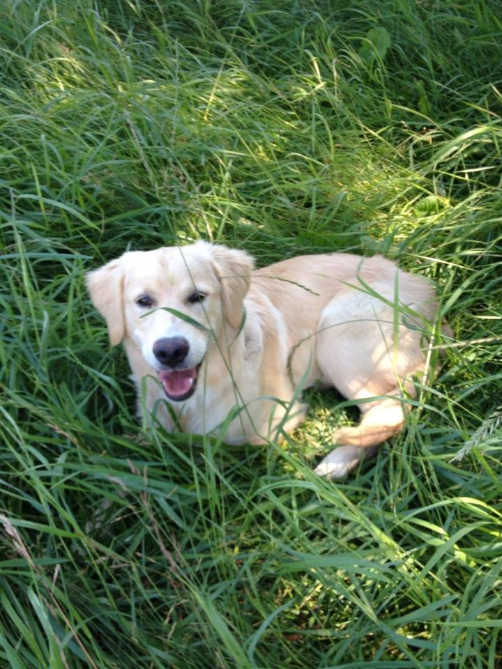 Blanding af racer joey - 8 måneder  billede 14