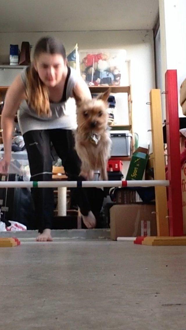 Yorkshire terrier Justin billede 14