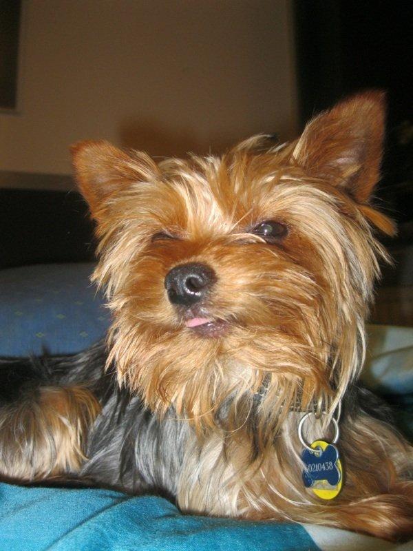 Yorkshire terrier Justin billede 13