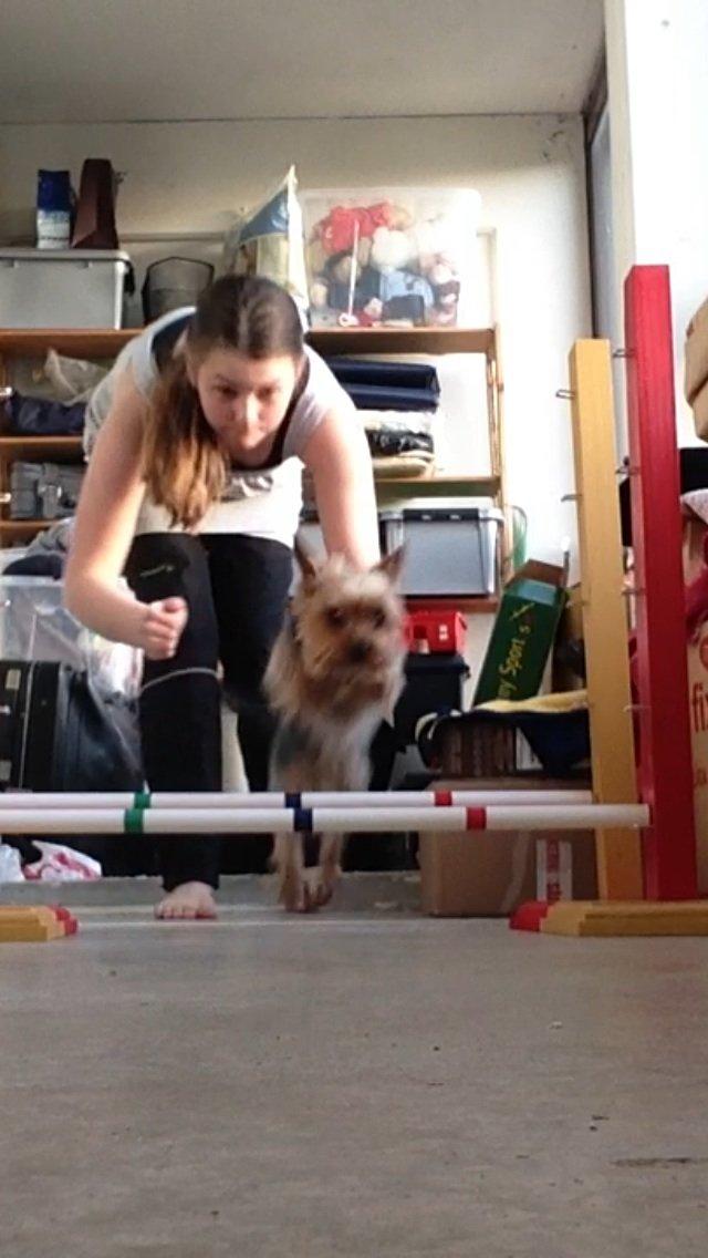 Yorkshire terrier Justin billede 15