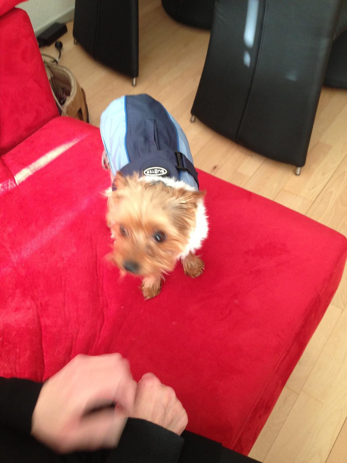 Yorkshire terrier Justin billede 16