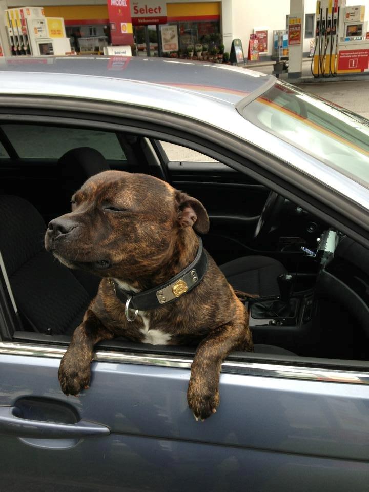 Staffordshire bull terrier Morgan Le Fay Balto/KENZO billede 17