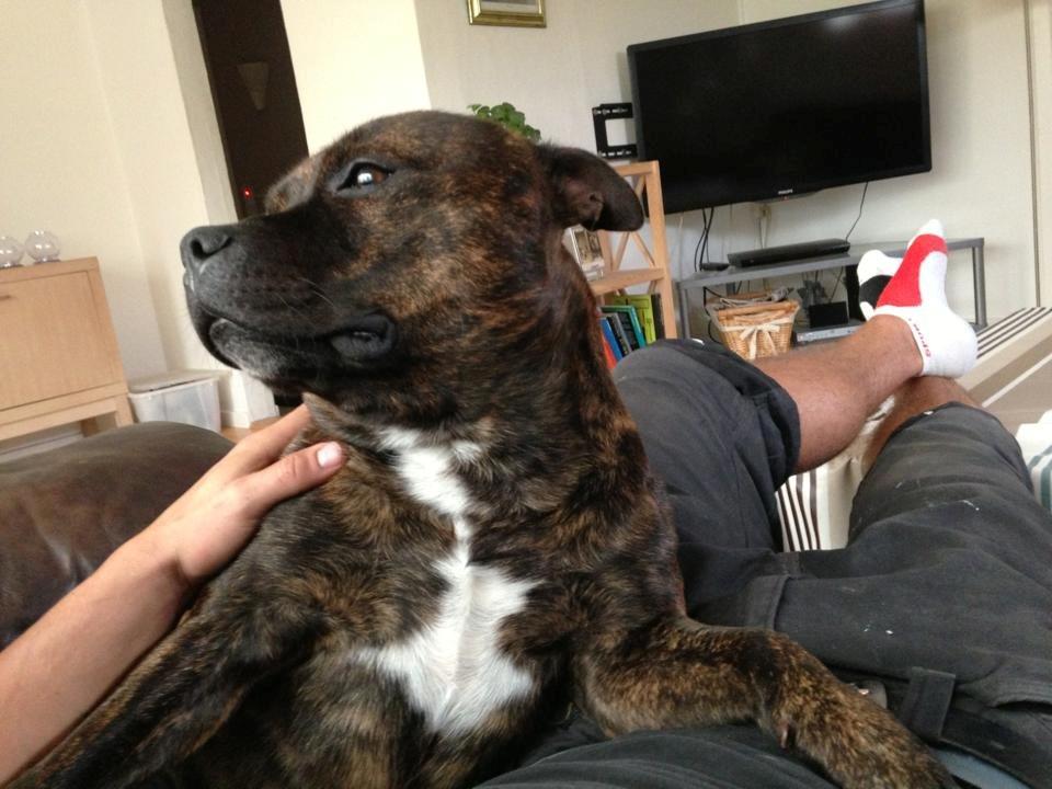 Staffordshire bull terrier Morgan Le Fay Balto/KENZO billede 18