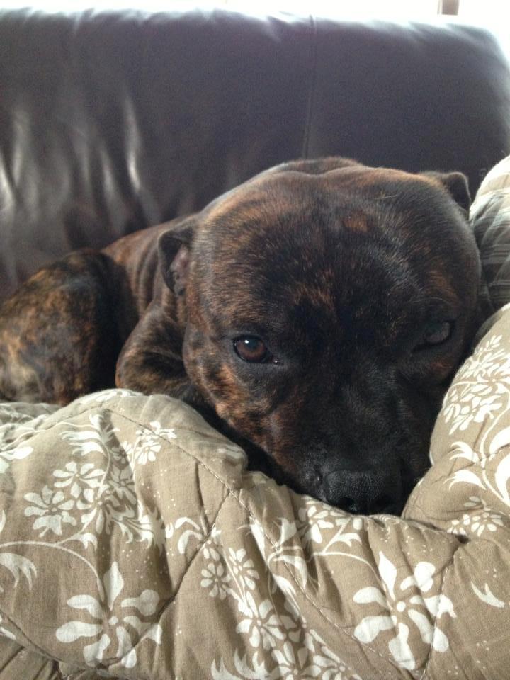 Staffordshire bull terrier Morgan Le Fay Balto/KENZO billede 19