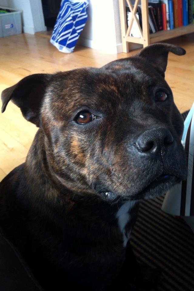 Staffordshire bull terrier Morgan Le Fay Balto/KENZO billede 20