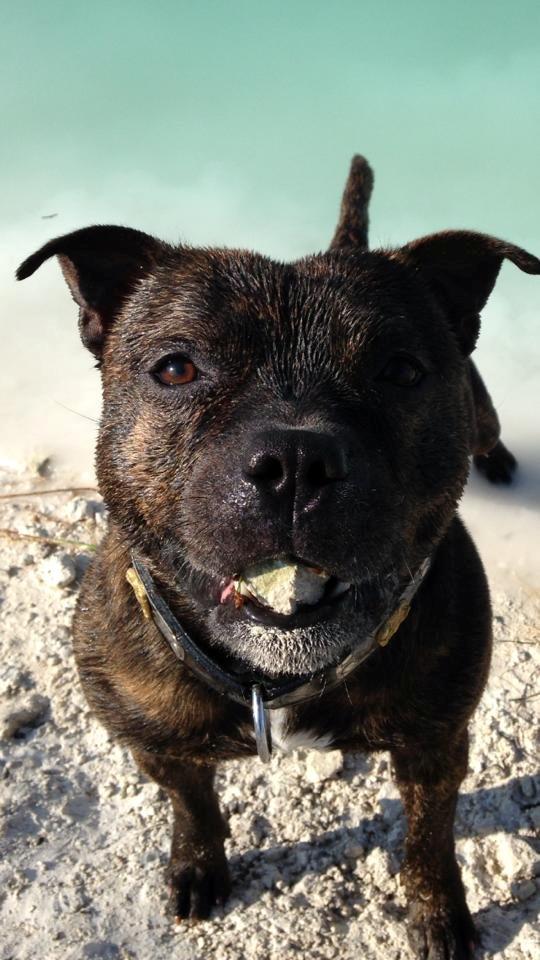 Staffordshire bull terrier Morgan Le Fay Balto/KENZO billede 21