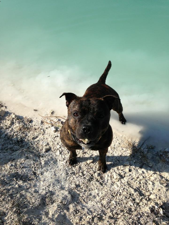 Staffordshire bull terrier Morgan Le Fay Balto/KENZO billede 22