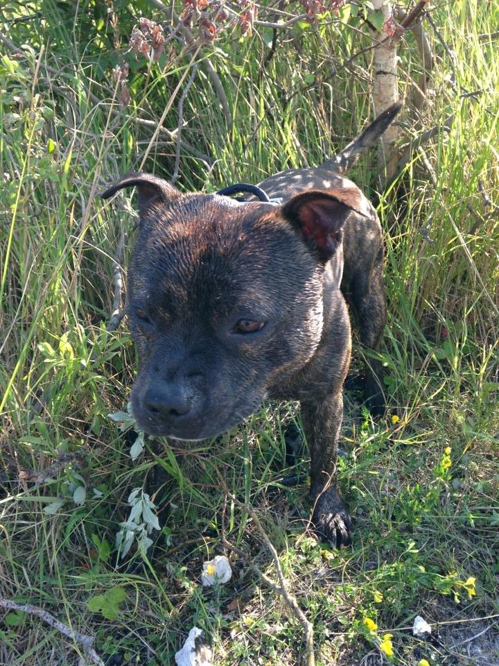 Staffordshire bull terrier Morgan Le Fay Balto/KENZO billede 23