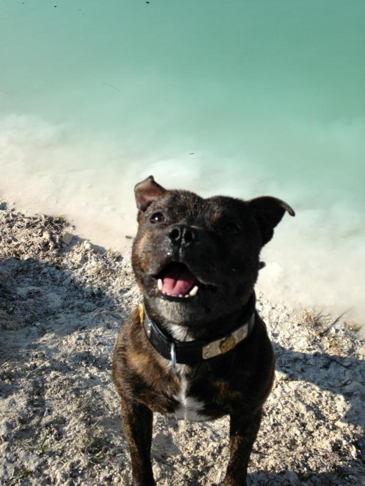 Staffordshire bull terrier Morgan Le Fay Balto/KENZO billede 24