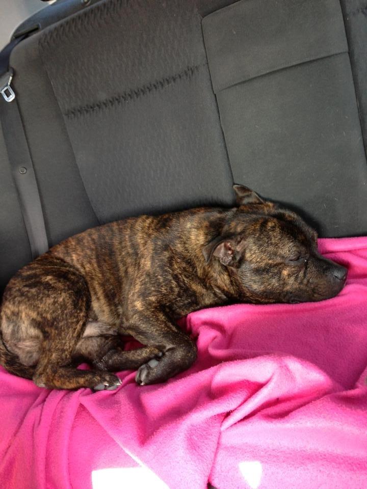 Staffordshire bull terrier Morgan Le Fay Balto/KENZO billede 25