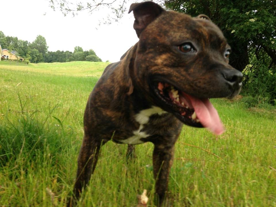 Staffordshire bull terrier Morgan Le Fay Balto/KENZO billede 26