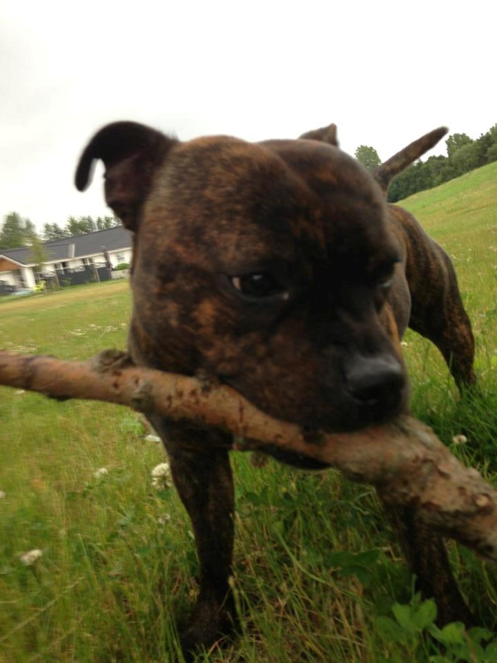 Staffordshire bull terrier Morgan Le Fay Balto/KENZO billede 27