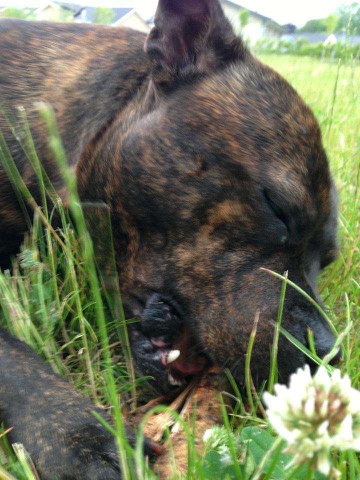 Staffordshire bull terrier Morgan Le Fay Balto/KENZO billede 28