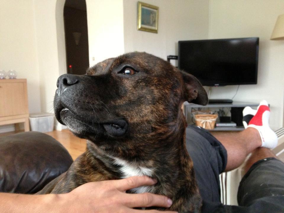 Staffordshire bull terrier Morgan Le Fay Balto/KENZO billede 29