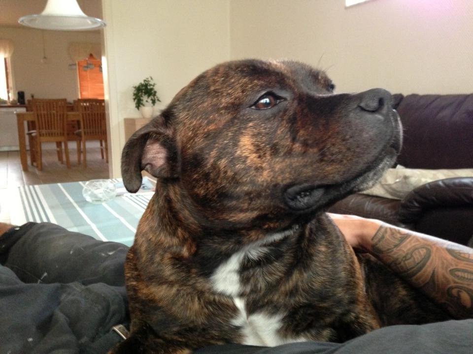 Staffordshire bull terrier Morgan Le Fay Balto/KENZO billede 30