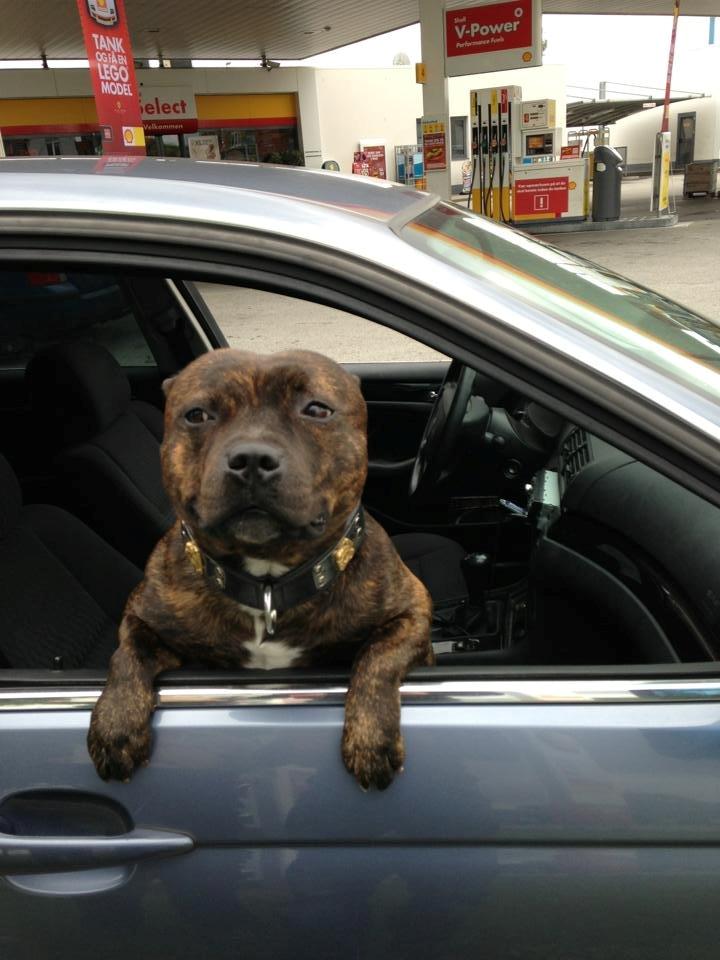 Staffordshire bull terrier Morgan Le Fay Balto/KENZO billede 33