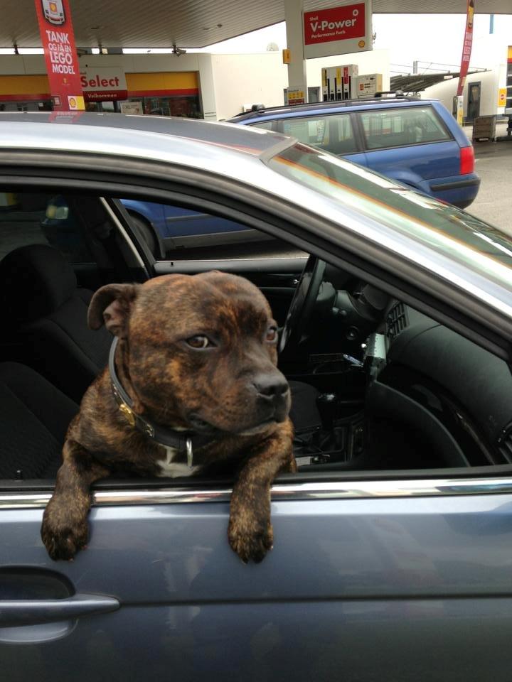 Staffordshire bull terrier Morgan Le Fay Balto/KENZO billede 34