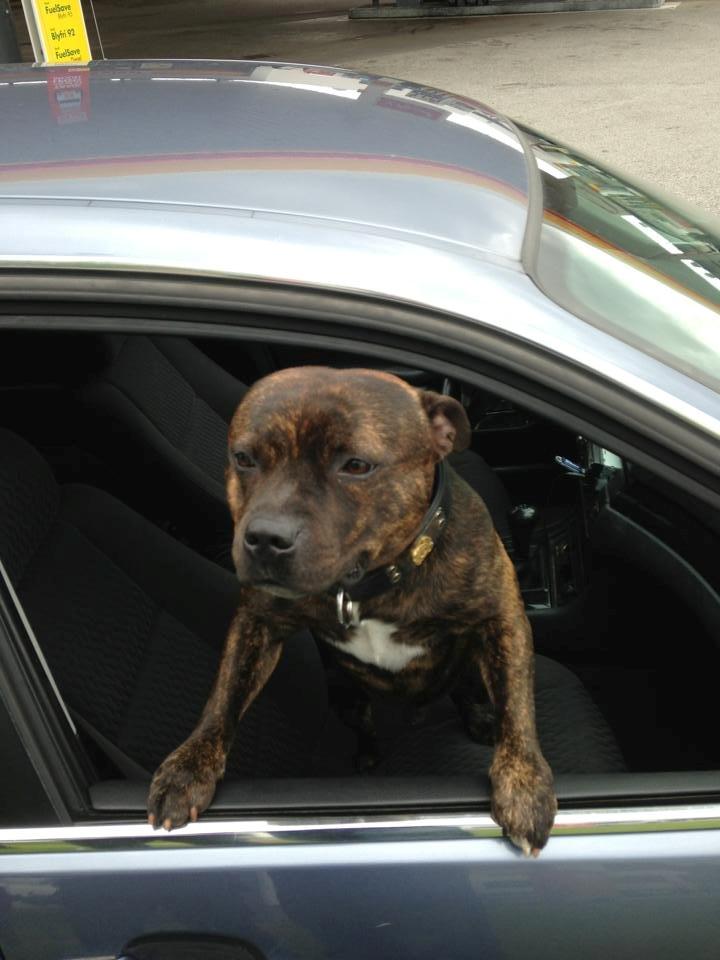 Staffordshire bull terrier Morgan Le Fay Balto/KENZO billede 35