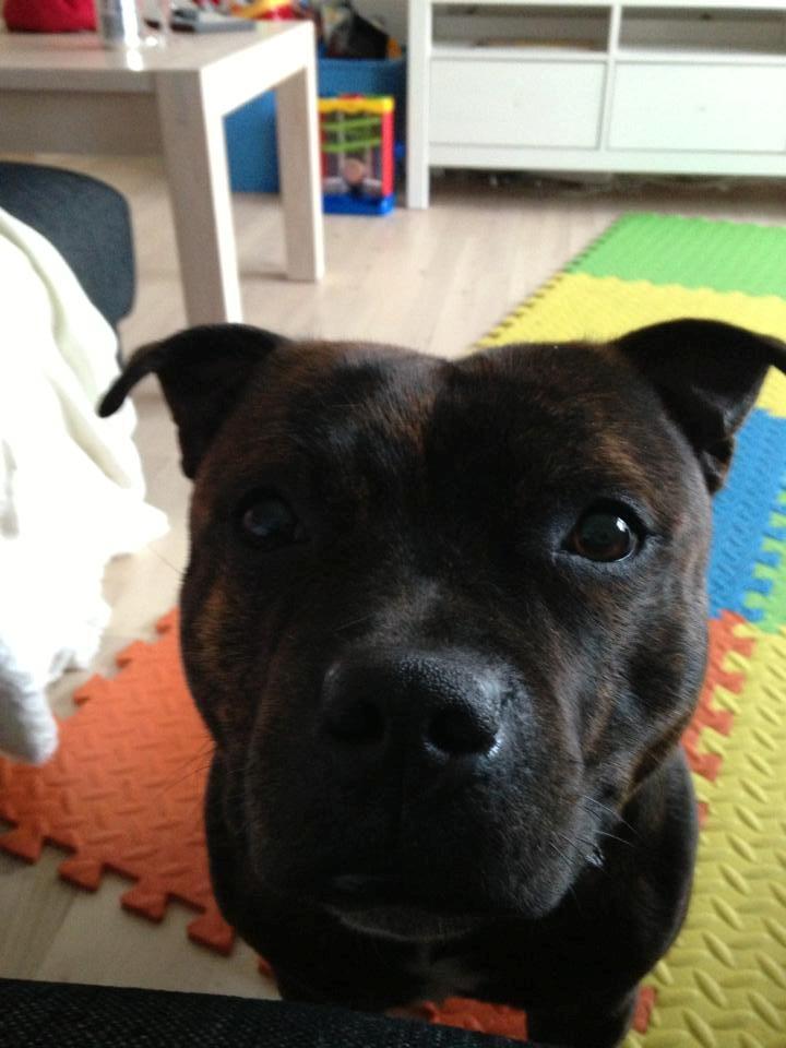 Staffordshire bull terrier Morgan Le Fay Balto/KENZO billede 36