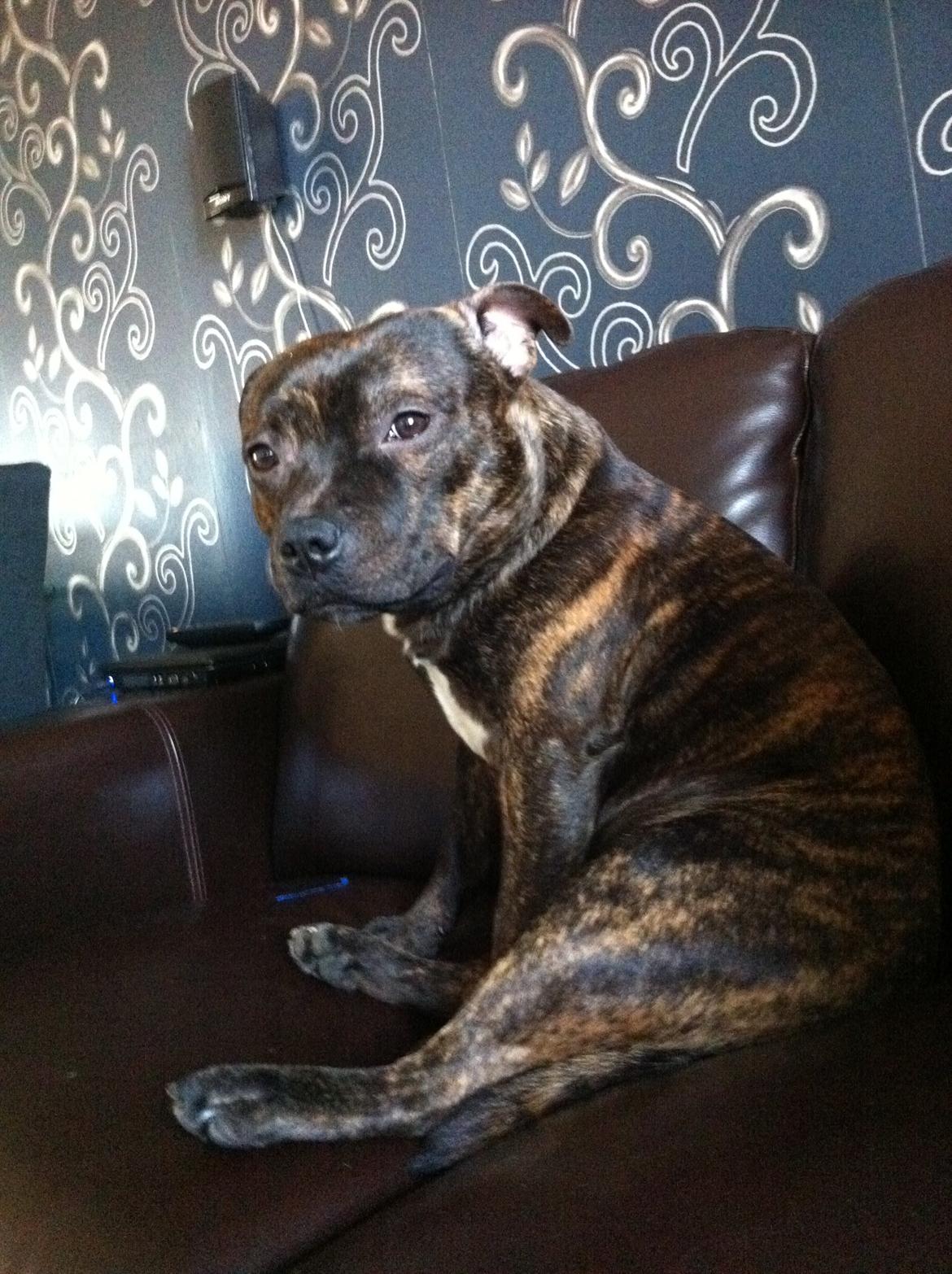 Staffordshire bull terrier Morgan Le Fay Balto/KENZO billede 38