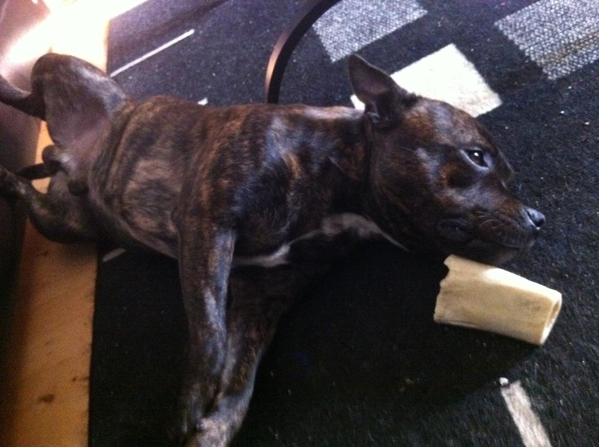 Staffordshire bull terrier Morgan Le Fay Balto/KENZO billede 39