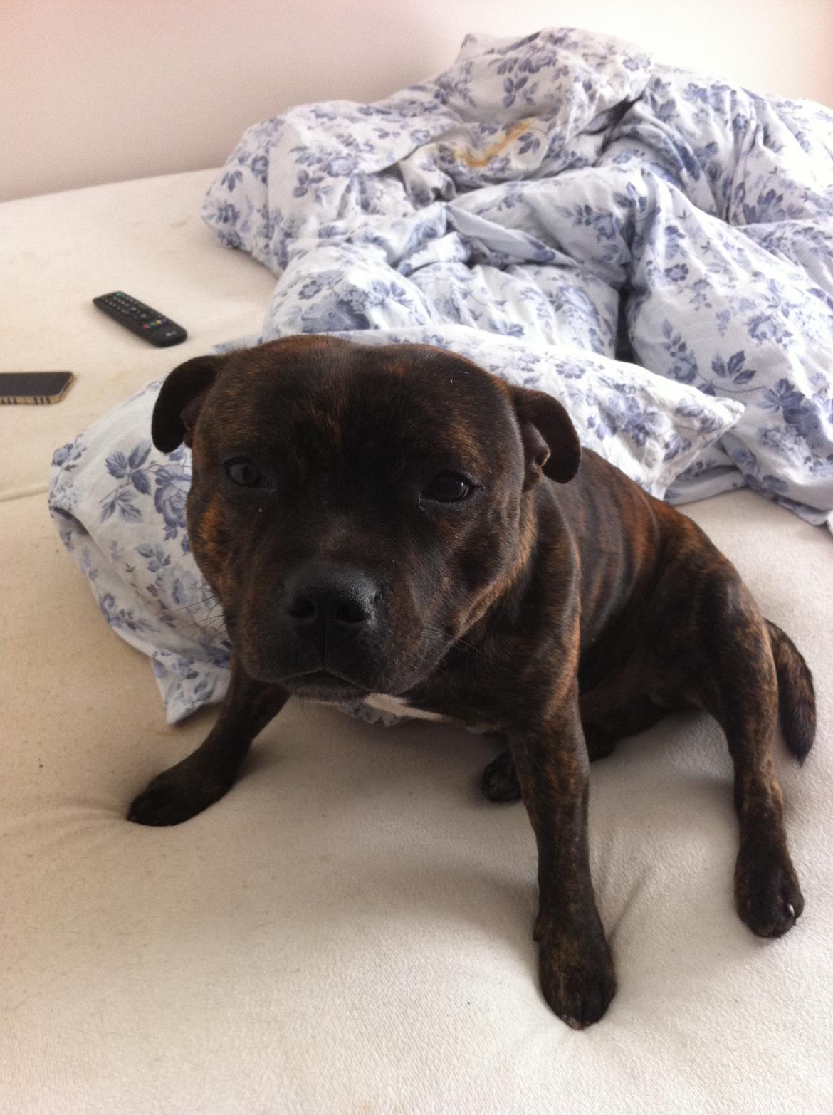 Staffordshire bull terrier Morgan Le Fay Balto/KENZO billede 40