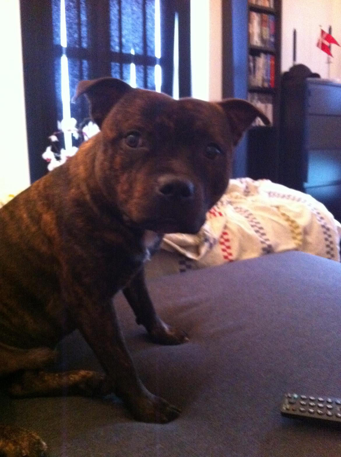 Staffordshire bull terrier Morgan Le Fay Balto/KENZO billede 41