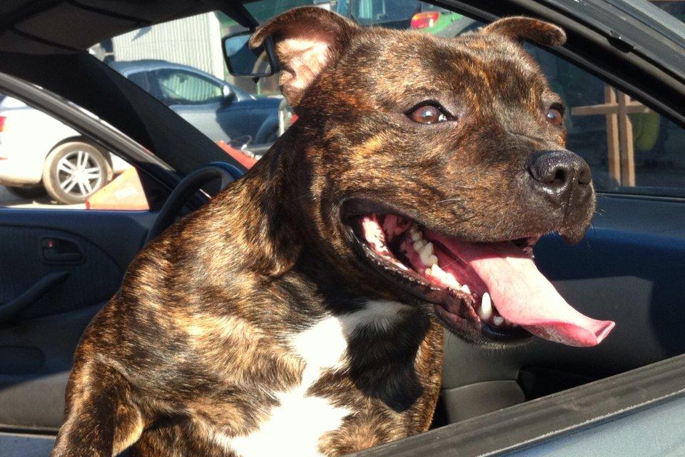 Staffordshire bull terrier Morgan Le Fay Balto/KENZO billede 42