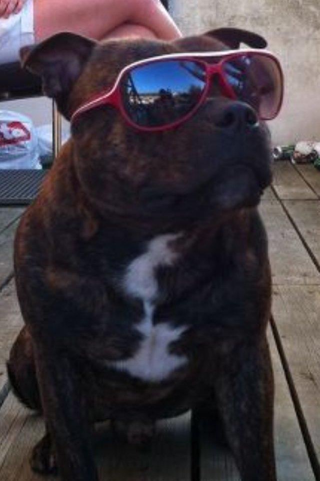 Staffordshire bull terrier Morgan Le Fay Balto/KENZO billede 43