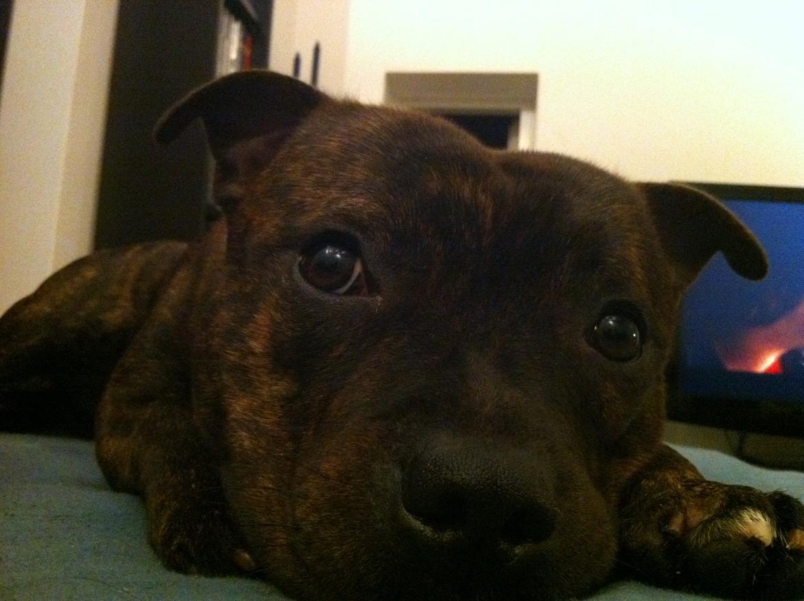 Staffordshire bull terrier Morgan Le Fay Balto/KENZO billede 44