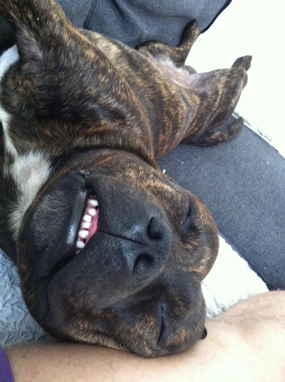 Staffordshire bull terrier Morgan Le Fay Balto/KENZO billede 45