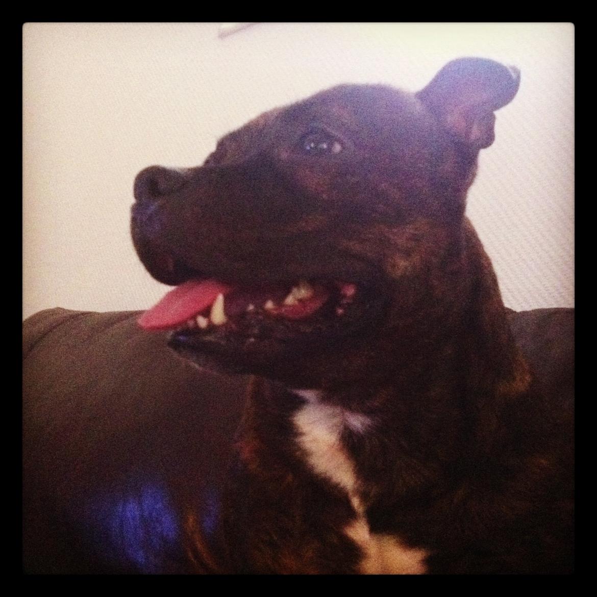 Staffordshire bull terrier Morgan Le Fay Balto/KENZO billede 46