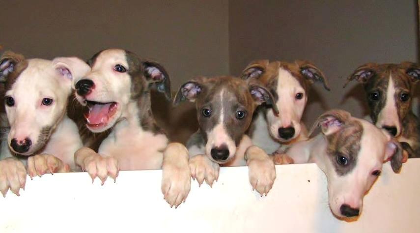 Whippet Liam Emil billede 26