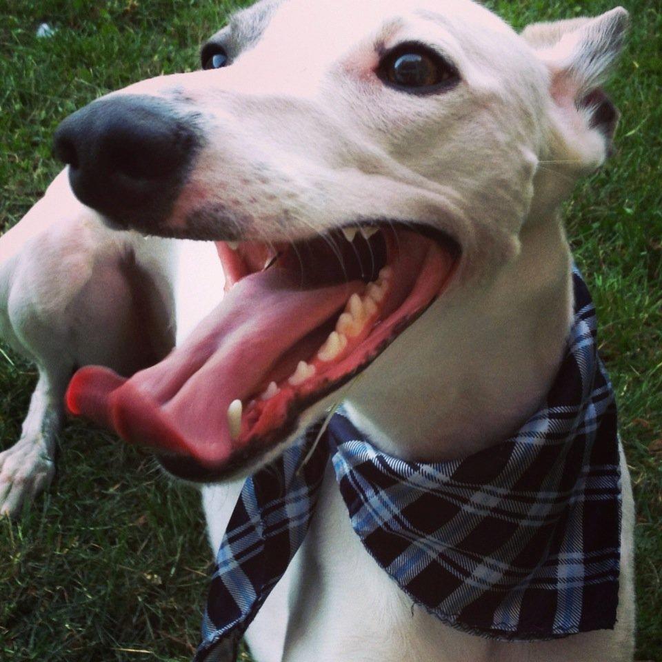 Whippet Liam Emil billede 17