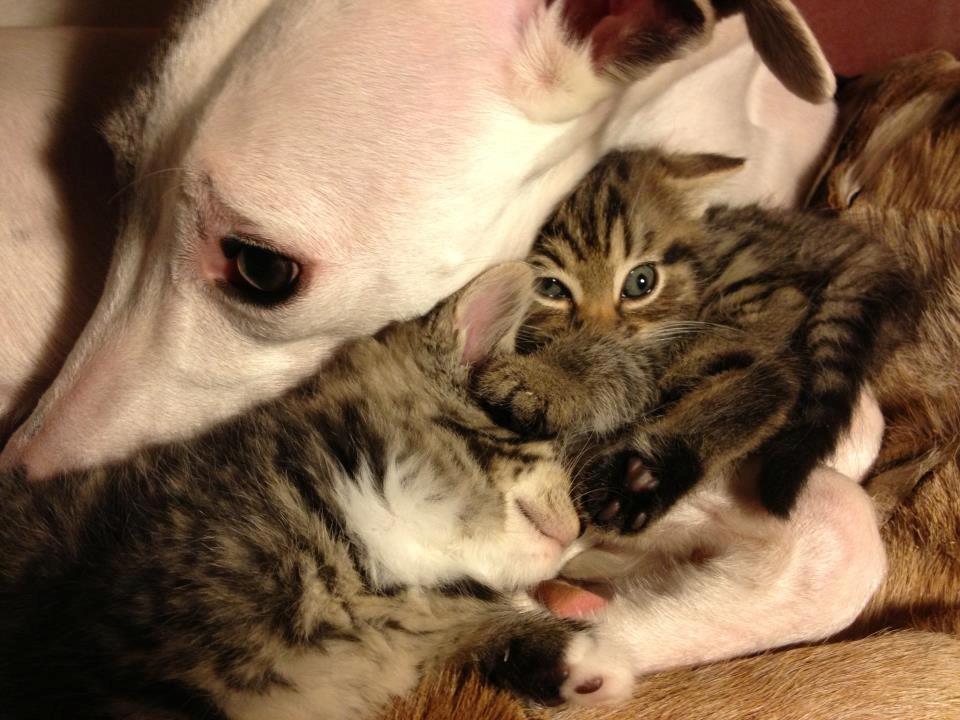 Whippet Liam Emil billede 29