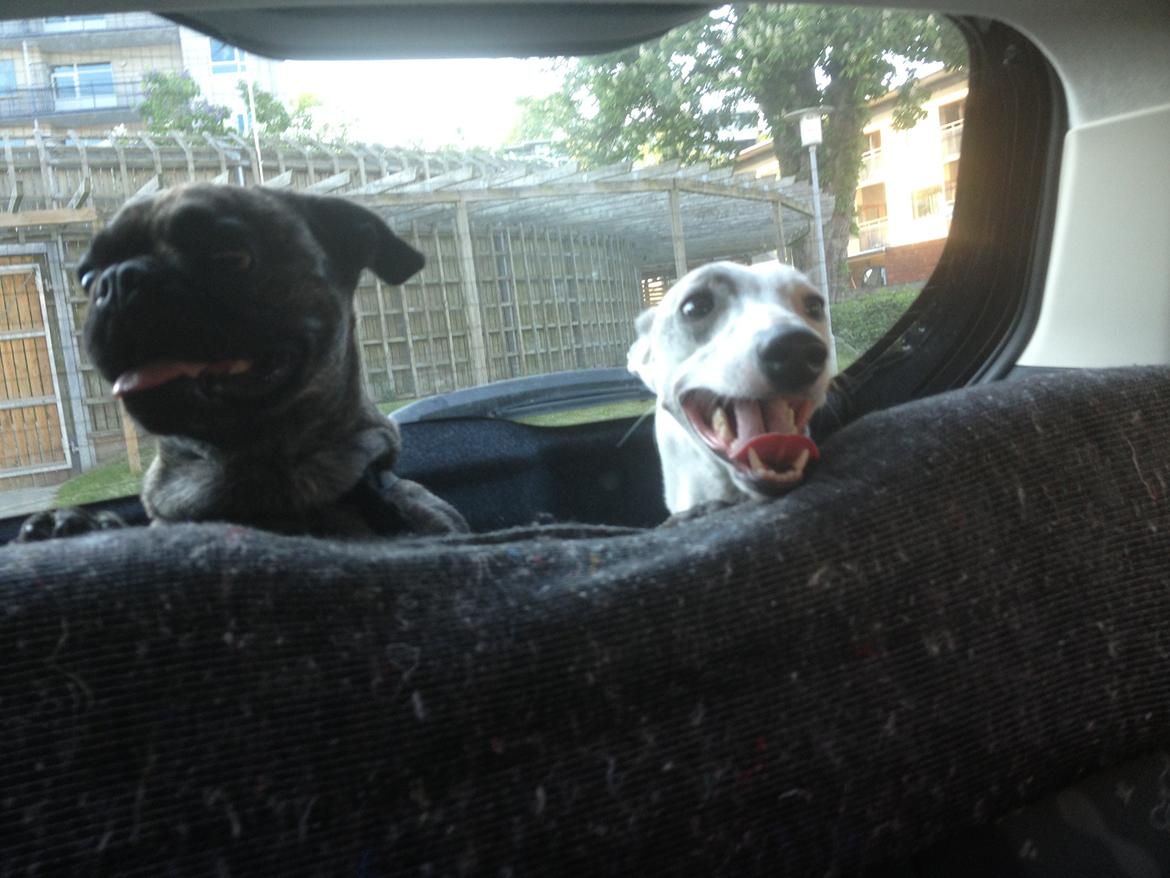 Whippet Liam Emil billede 25