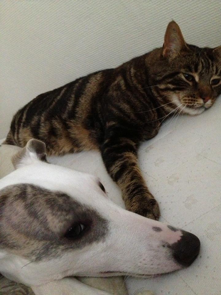 Whippet Liam Emil billede 23