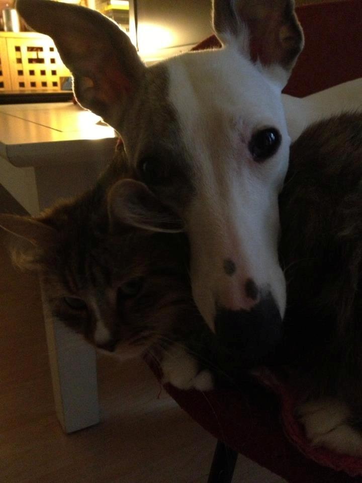 Whippet Liam Emil billede 28