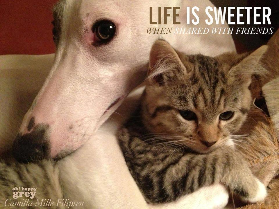 Whippet Liam Emil billede 30