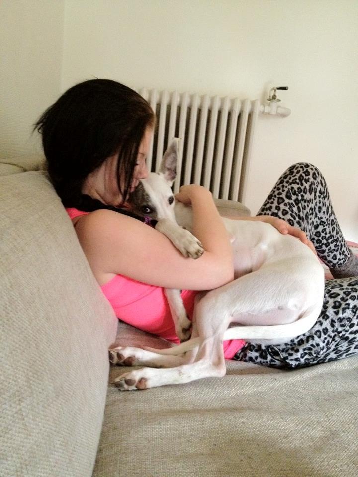 Whippet Liam Emil billede 24