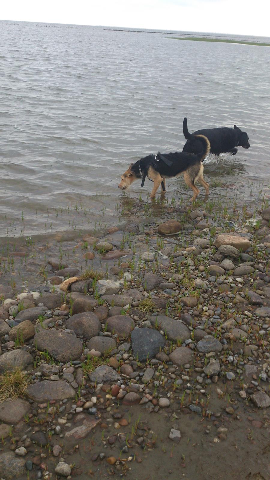 Blanding af racer pjevs (baby) - Første gang ved havet og første gang "ude" hvor hun ikke har snor på billede 18