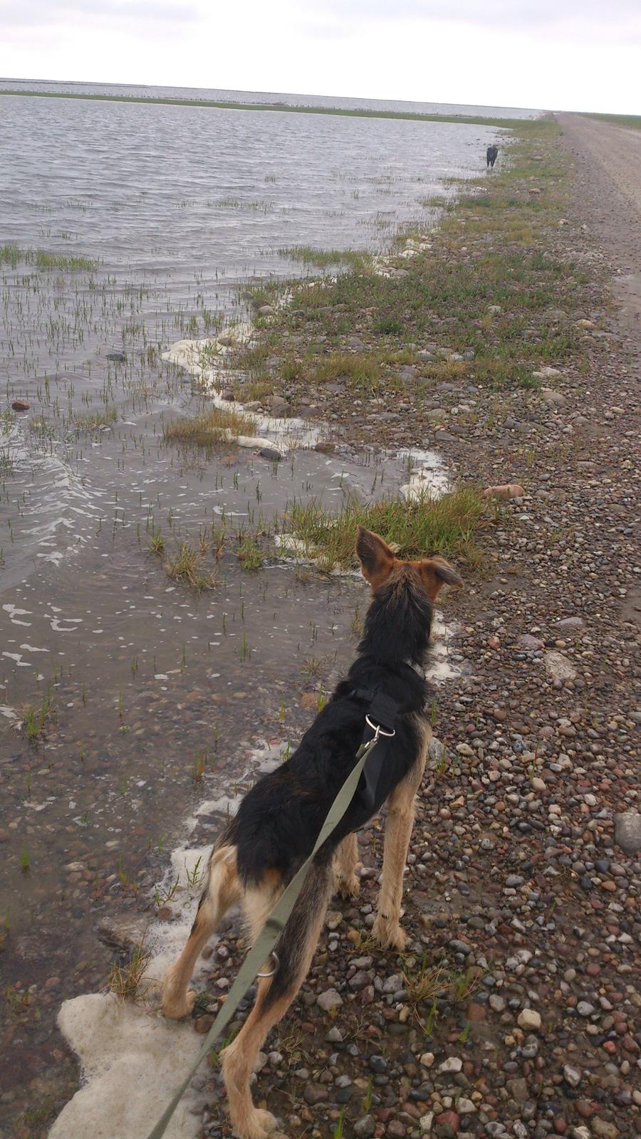 Blanding af racer pjevs (baby) billede 19