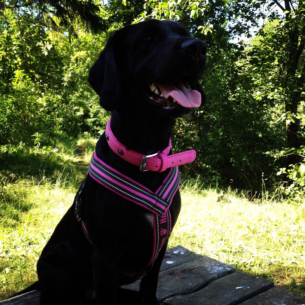 Blanding af racer Beauty <3 billede 10