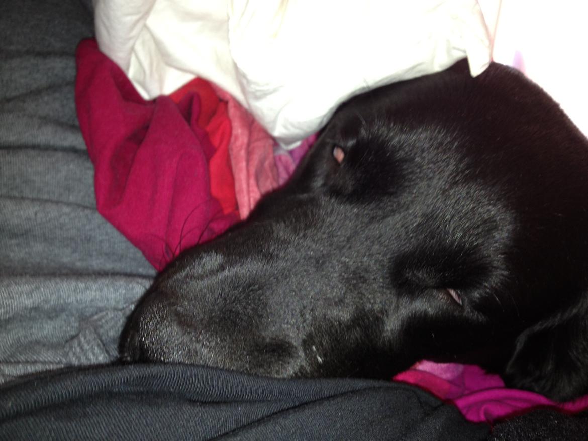 Blanding af racer Beauty <3 billede 14